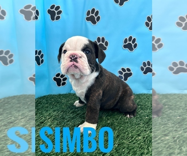 Medium Photo #12 Bulldog Puppy For Sale in BOWLING GREEN, KY, USA
