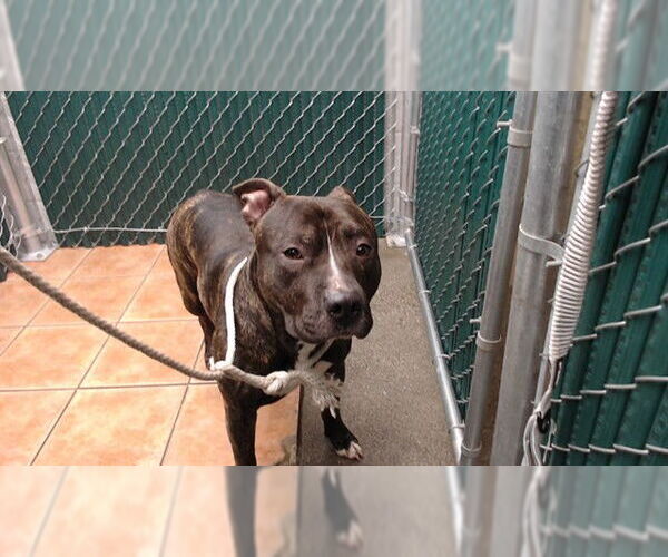 Medium Photo #1 Mutt Puppy For Sale in Downey, CA, USA