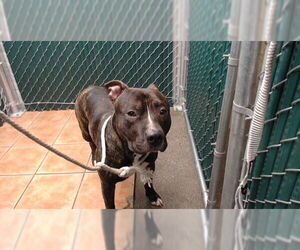 Mutt Dogs for adoption in Downey, CA, USA