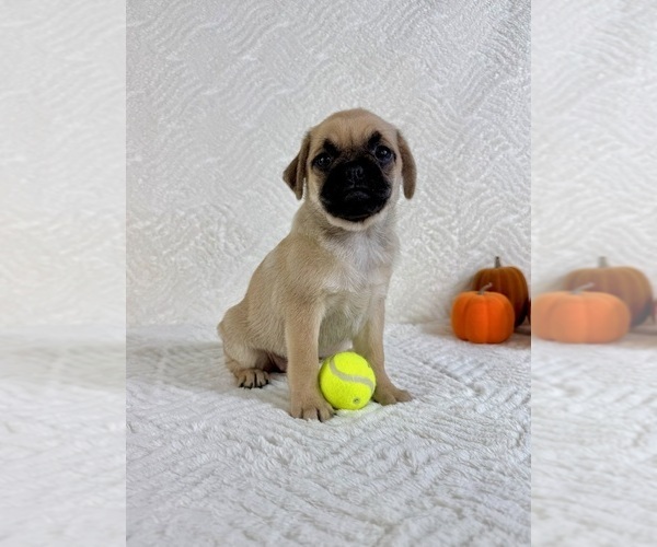 Medium Photo #3 Pug Puppy For Sale in GREENFIELD, IN, USA
