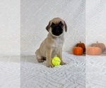 Small #2 Pug