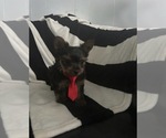 Image preview for Ad Listing. Nickname: Benny