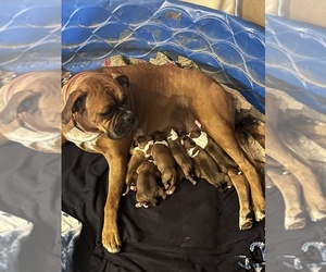 Boxer Puppy for sale in IVA, SC, USA