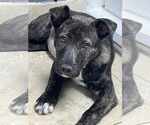 Small #9 Mutt