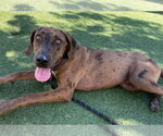 Small Photo #2 Catahoula Leopard Dog-Unknown Mix Puppy For Sale in Lakewood, CO, USA