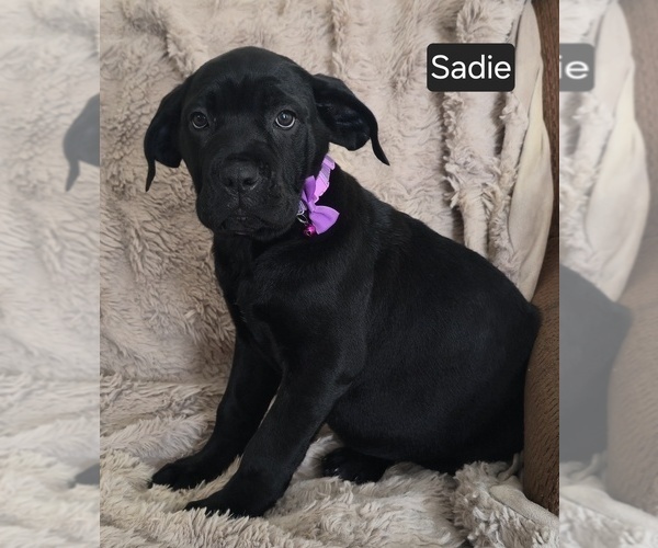 Medium Photo #11 Cane Corso Puppy For Sale in MINERAL WELLS, WV, USA