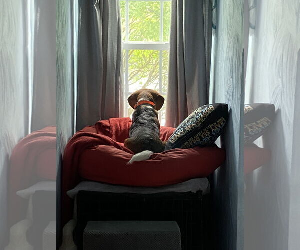 Medium Photo #5 Beagle Puppy For Sale in Chesapeake, VA, USA