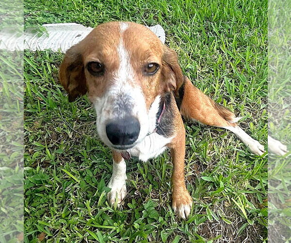 Medium Photo #14 Beagle Puppy For Sale in Dunnellon, FL, USA