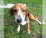 Small #13 Beagle