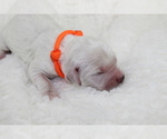 Small Photo #10 Goldendoodle Puppy For Sale in HOMELAND, CA, USA