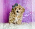 Small Photo #28 Maltipoo (Miniature) Puppy For Sale in WARSAW, IN, USA