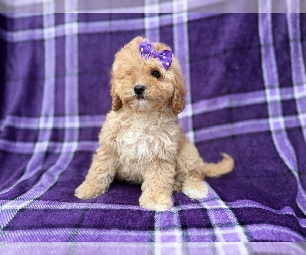 Medium Photo #2 Cavapoo (Miniature) Puppy For Sale in LAKELAND, FL, USA