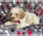 Small Photo #7 Poodle (Miniature) Puppy For Sale in LAKELAND, FL, USA
