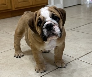 English Bulldog Puppy for sale in BRADENTON, FL, USA