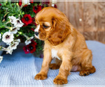 Small #1 Cavalier King Charles Spaniel