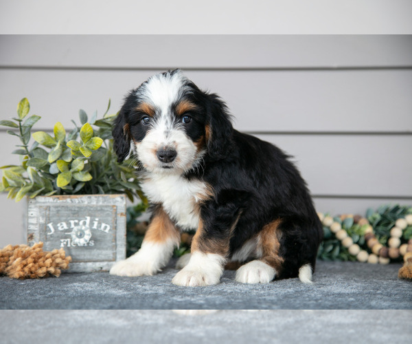 Medium Photo #2 Bernedoodle (Miniature) Puppy For Sale in WOLCOTTVILLE, IN, USA