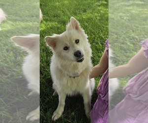 Mother of the Pomsky puppies born on 04/20/2025