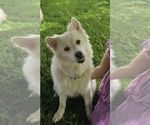 Small Photo #1 Pomsky Puppy For Sale in NOKOMIS, IL, USA