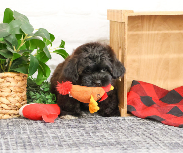 Medium Photo #6 ShihPoo Puppy For Sale in SYRACUSE, IN, USA