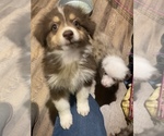 Puppy 5 Australian Shepherd