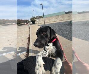 Labrador Retriever-Unknown Mix Dogs for adoption in Rowlett, TX, USA