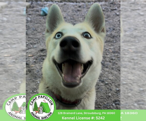 Medium Photo #1 Siberian Husky-Unknown Mix Puppy For Sale in Stroudsburg, PA, USA