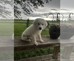 Small Photo #3 Great Pyrenees Puppy For Sale in PAULLINA, IA, USA