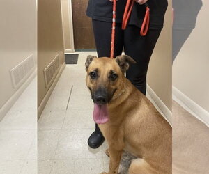 Zadee - Female Golden Retriever-Unknown Mix Dog for Adoption - Photo #9