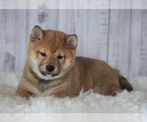 Shiba Inu Puppy for sale in FREDERICKSBG, OH, USA