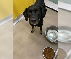 Labrador Retriever-Unknown Mix Dogs for adoption in Temple, TX, USA