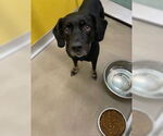Small Labrador Retriever Mix