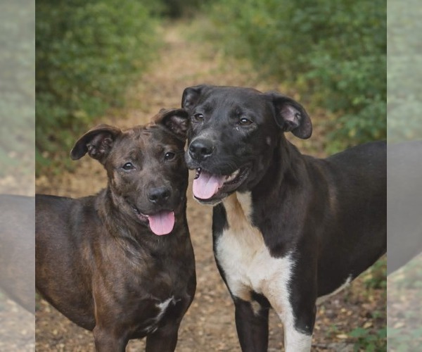 Medium Photo #3 Staffordshire Bull Terrier-Unknown Mix Puppy For Sale in Oakhurst, NJ, USA