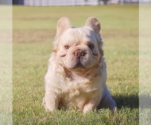 Father of the French Bulldog puppies born on 04/08/2025