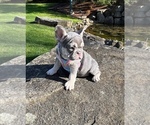 Small #2 French Bulldog