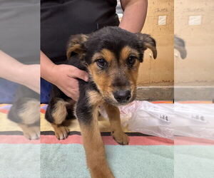 Siberian Husky-Unknown Mix Dogs for adoption in Calgary, Alberta, Canada