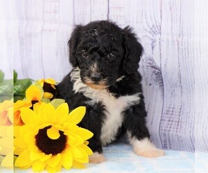 Poodle (Miniature)-Sheepadoodle Mix Puppy for sale in FREDERICKSBG, OH, USA