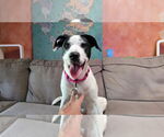 Small #3 Labrador Retriever Mix