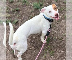 Basset Hound-Unknown Mix Dogs for adoption in Aurora, CO, USA