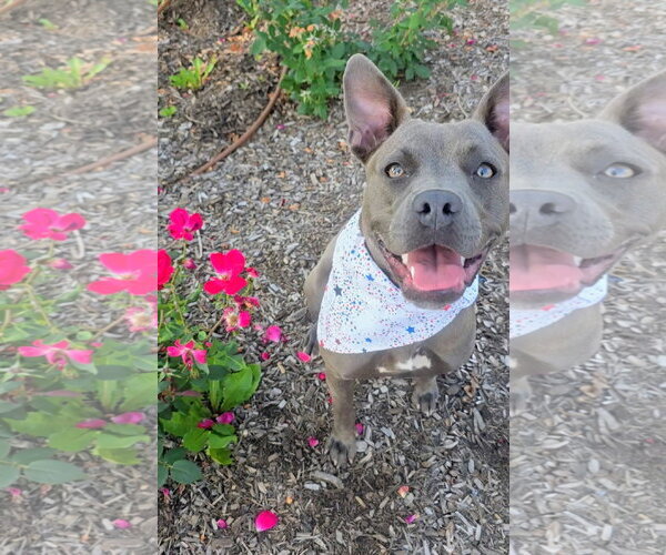 Medium Photo #2 Mutt Puppy For Sale in Rockaway, NJ, USA