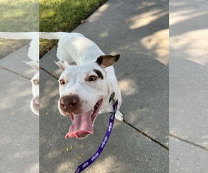 Mutt Dogs for adoption in Plainfield, IL, USA