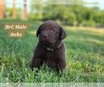 Puppy Chocolate Brc Labrador Retriever
