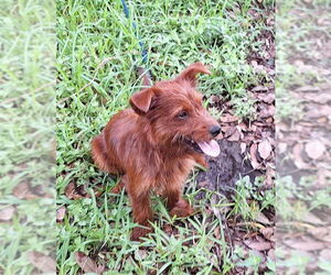 Mutt Dogs for adoption in Missouri City, TX, USA