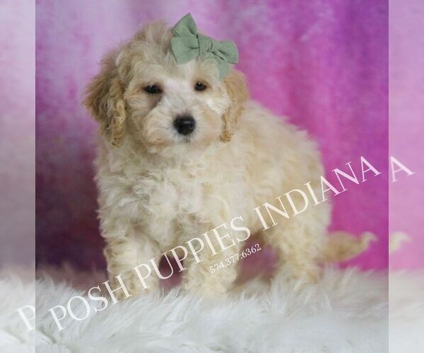 Medium Photo #28 Maltipoo (Toy) Puppy For Sale in WARSAW, IN, USA