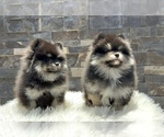 Small #4 Pomeranian