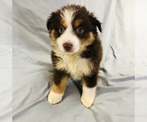 Miniature Australian Shepherd Puppy for sale in WILDWOOD, GA, USA