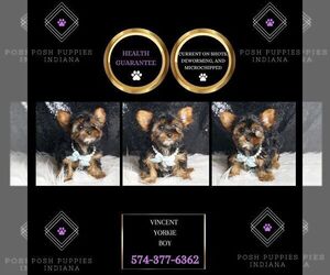 Yorkshire Terrier Puppy for sale in WARSAW, IN, USA
