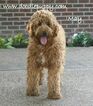 Small Photo #23 Goldendoodle Puppy For Sale in WOLCOTT, IN, USA