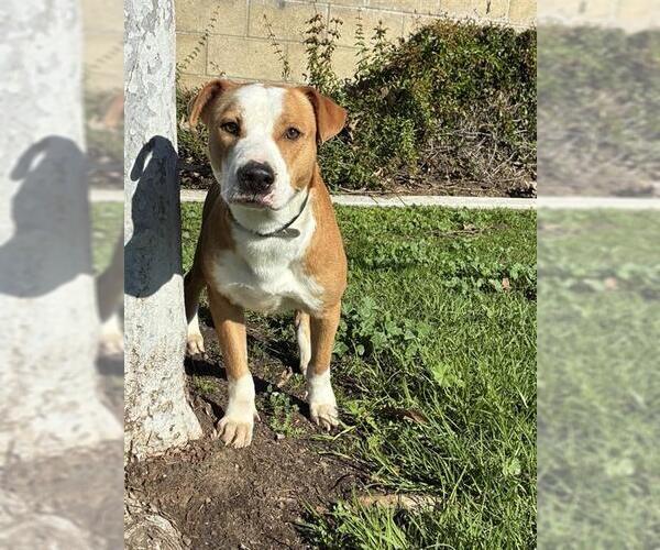 Medium Photo #3 Mutt Puppy For Sale in Riverside, CA, USA