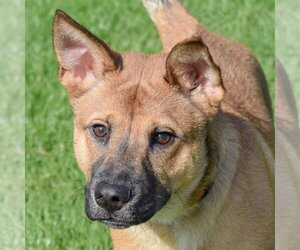Australian Kelpie-German Shepherd Dog Mix Dogs for adoption in Huntley, IL, USA