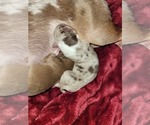 Small #2 Chihuahua